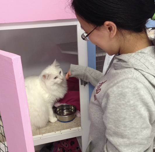 A RAPS volunteer caring for a rescue cat at the RAPS Cat Sanctuary